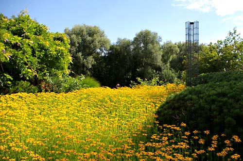 herrliche Wildblumenwiese im Maximilianpark Hamm